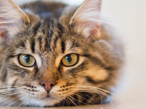 A popularidade dos gatos!