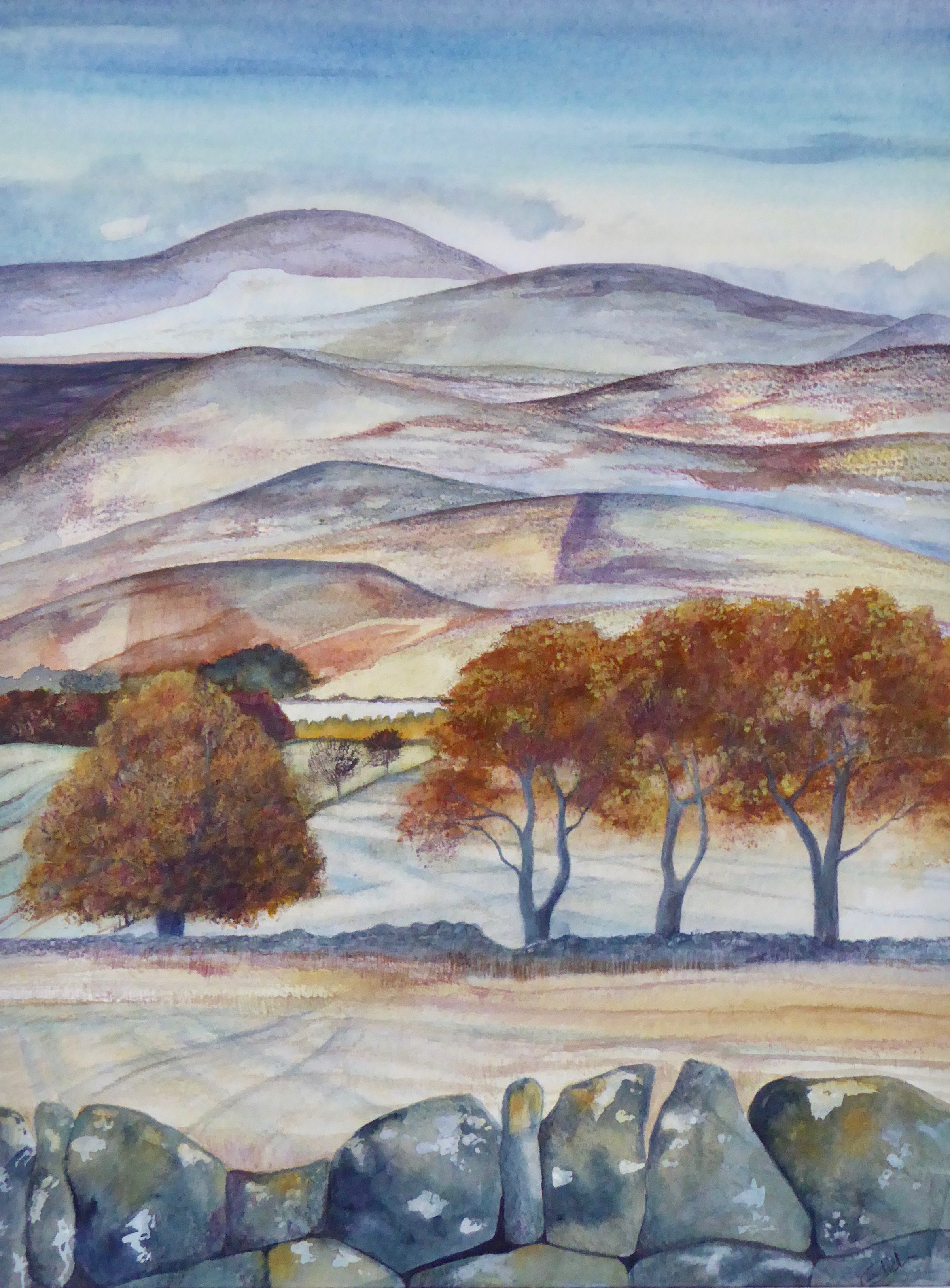 Autumn cheviots, Callaly