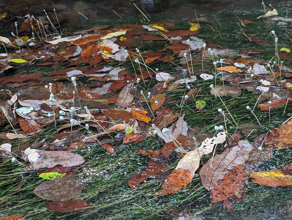 Website waterleaves.jpg