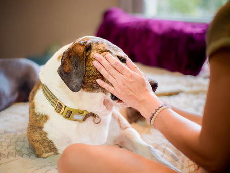 Welcome to Soft Touch Healing: A Holistic Approach to Animal Wellness