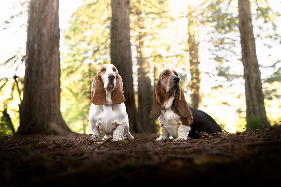 Bassets Landscape.jpg
