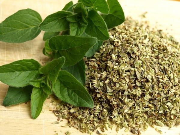 oregano2