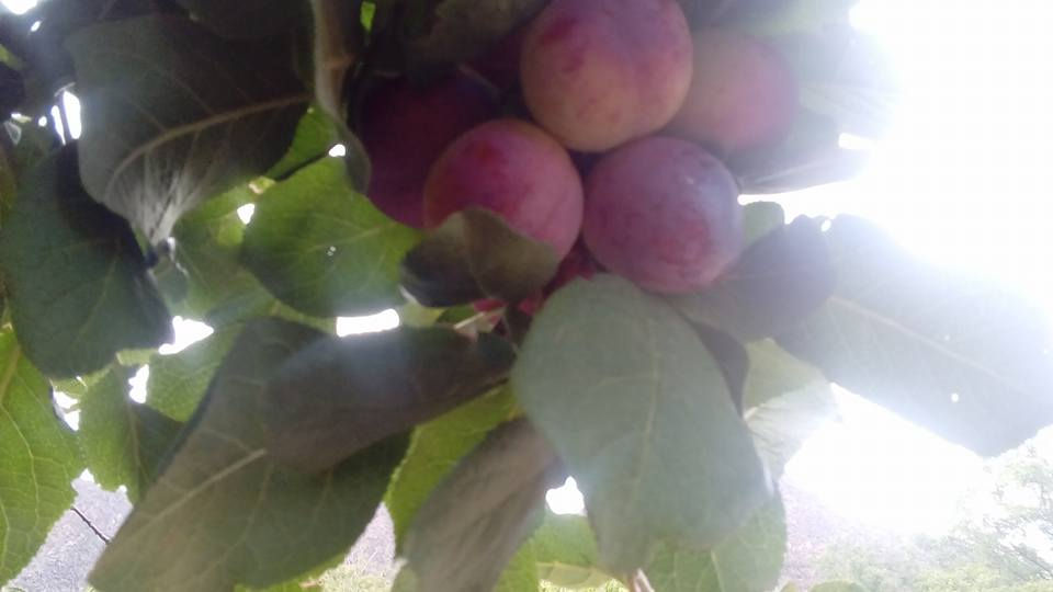 Ciruelas Árbol