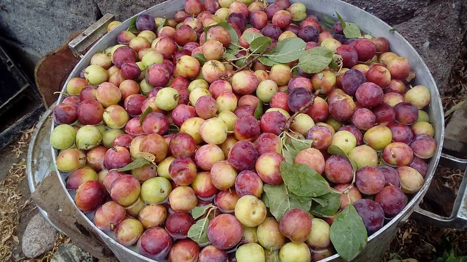 Ciruelas