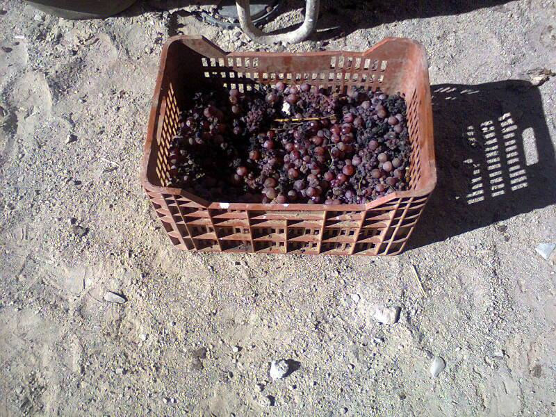 vinos
