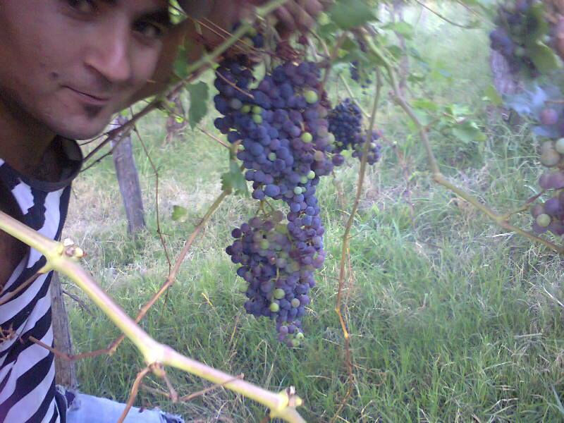 Uvas