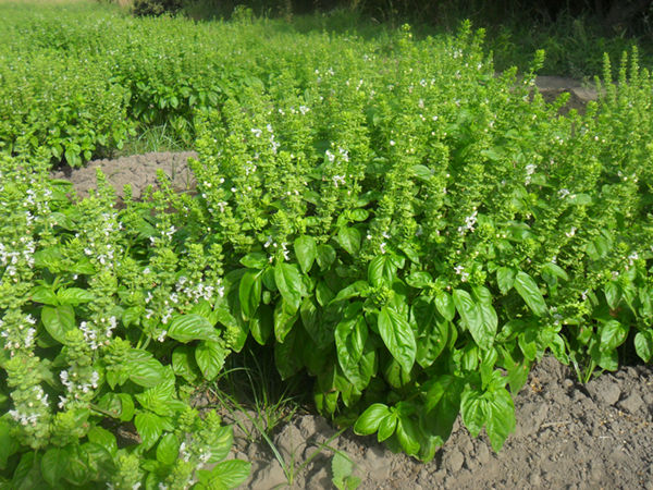 ALBAHACA