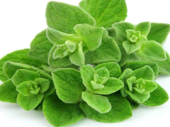 oregano 1