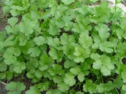 CILANTRO2