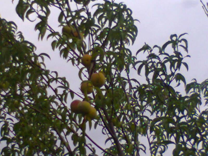DURAZNOS