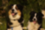 chiots_clicker 163 copie.JPG