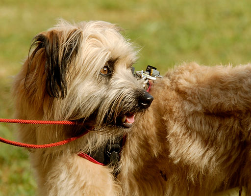 Des chiens qui ne demandent qu'à communiquer et à échanger avec les humains