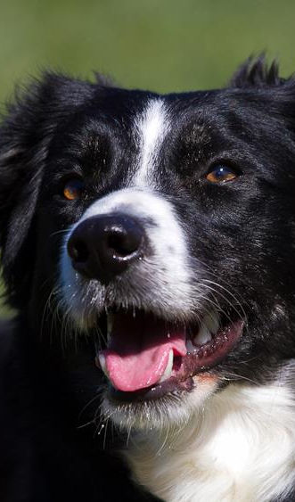 La récré des chiens La récré des chiens