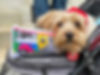 lifewithlouie1025.jpeg