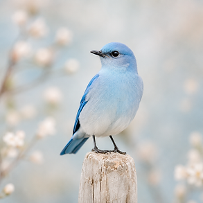 Songbird