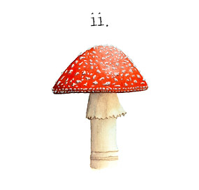03 - ii. amanita.jpg