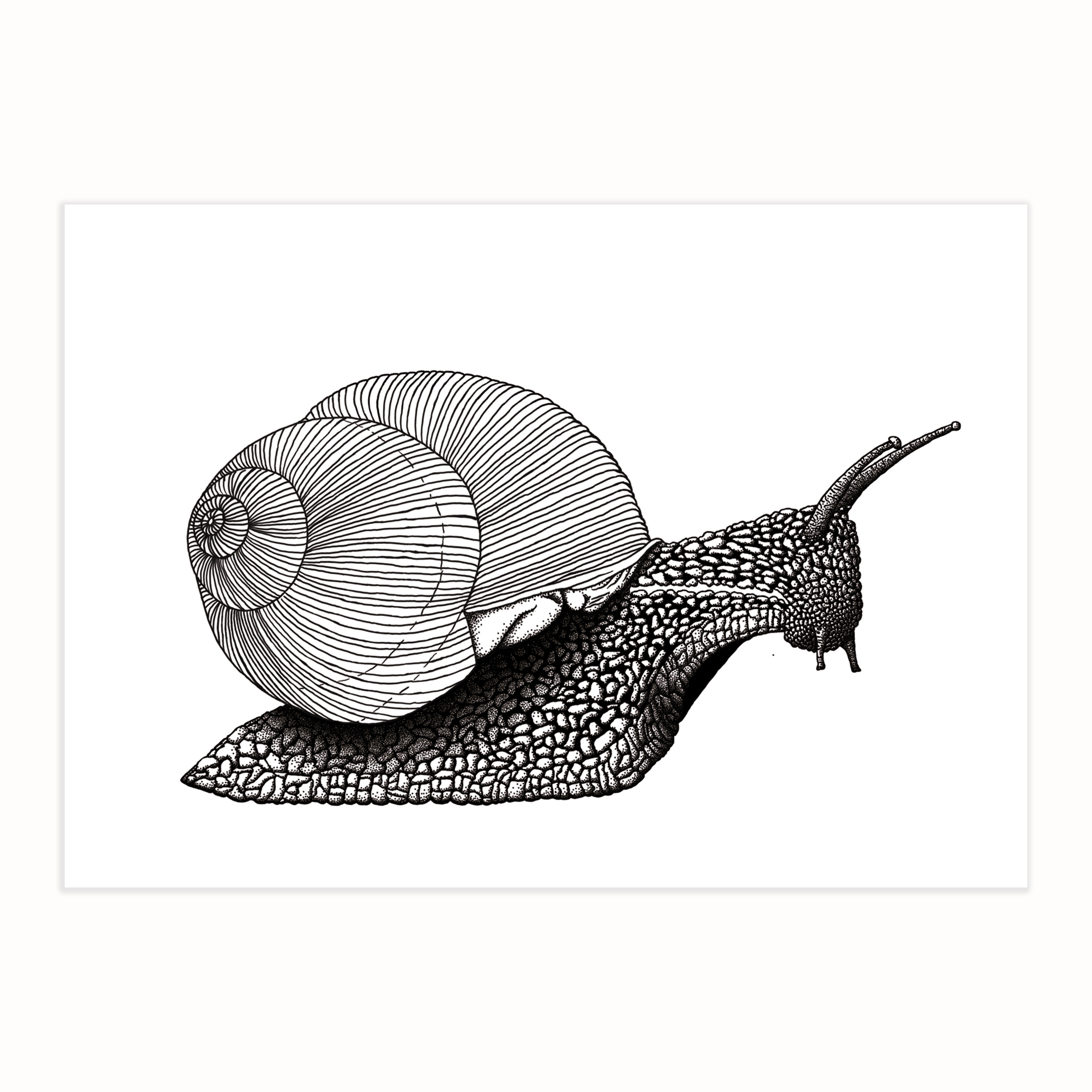 Print Caracol