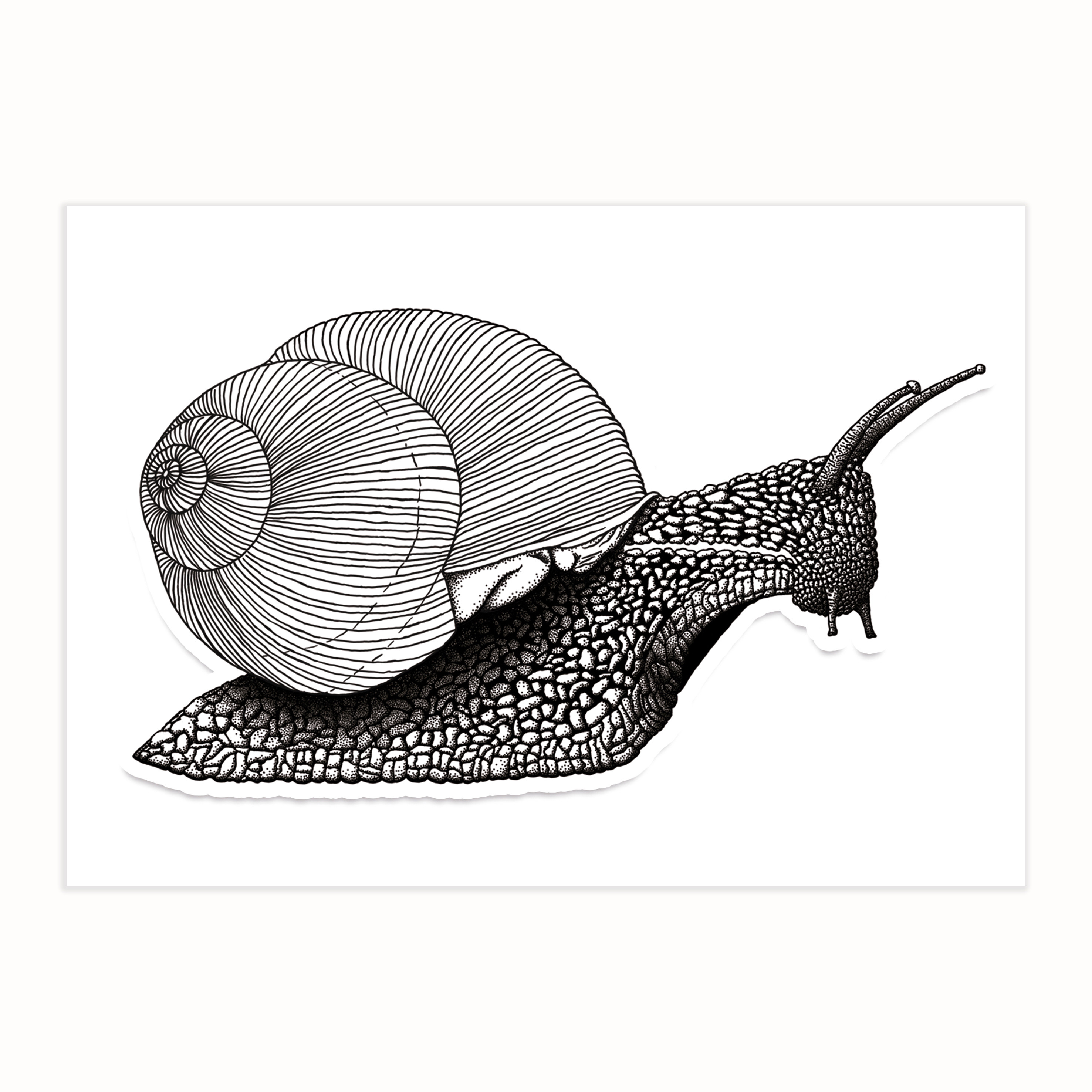Adesivo Caracol