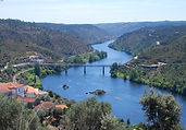 GAVIÃO