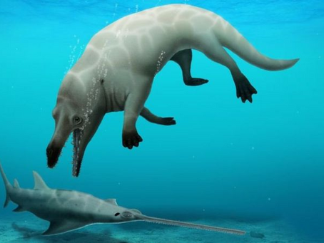 La nueva especie de ballena de cuatro patas que descubrieron en Egipto.