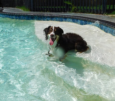 Safe, supervised swimming for all dogs.