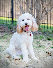 Rainmaker Ranch Labradoodles near me