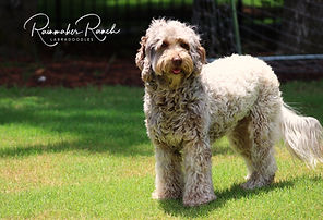 Rainmaker Ranch Labradoodle