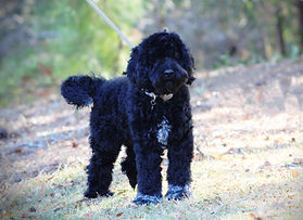 Rainmaker Ranch Labradoodles near me