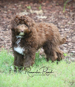 Rainmaker Ranch Labradoodles near me