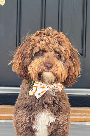 Rainmaker Ranch Labradoodle