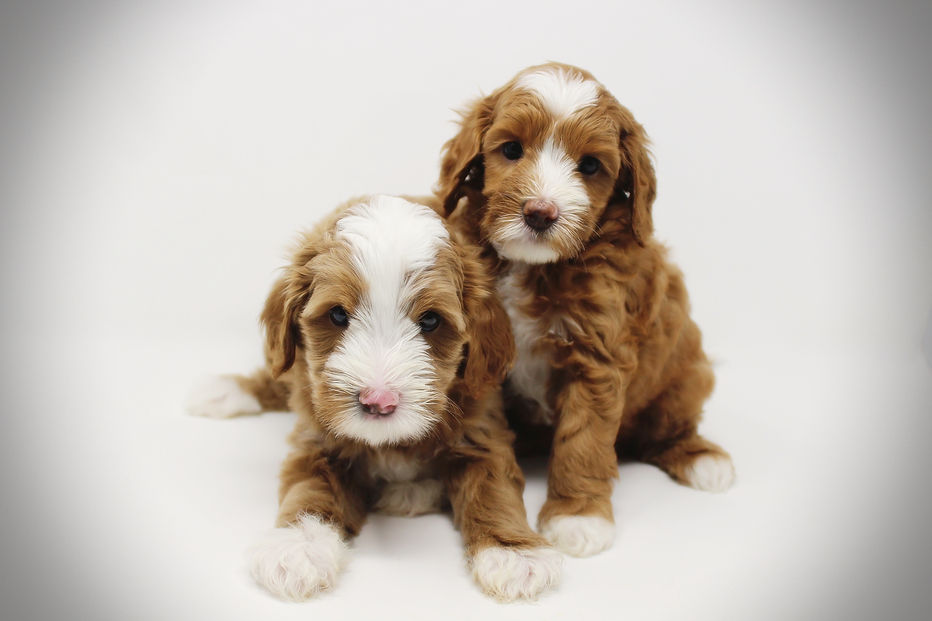 ToyLabradoodles-1.jpg