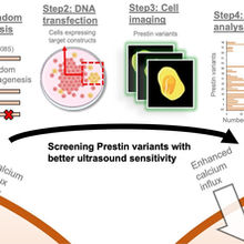 Our latest study demonstrates a highly efficient prestin-based sonogenetic platform across cells, neurons, and animal models, published in Theranostics.