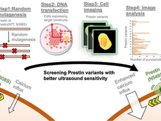 Our latest study demonstrates a highly efficient prestin-based sonogenetic platform across cells, neurons, and animal models, published in Theranostics.