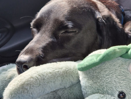 Black dog peacefully sleeps with a green plush toy and blue blanket in a car, creating a cozy and relaxed atmosphere.
