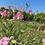 Thumbnail: Farm Tour 7/12/25      9am-11am