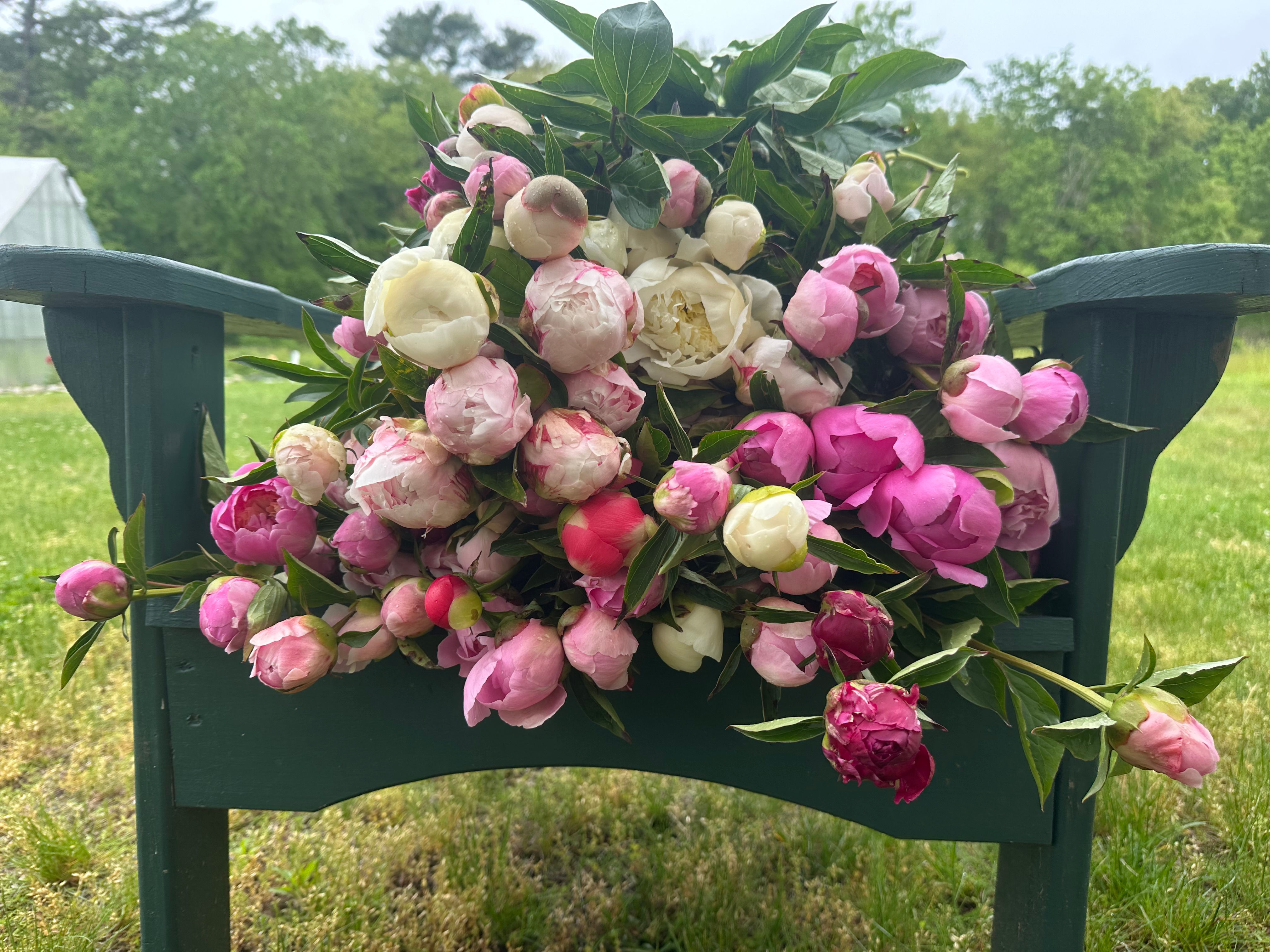 Pick, Sip & Peony - On the Farm Workshop 5/21/26 5:30pm