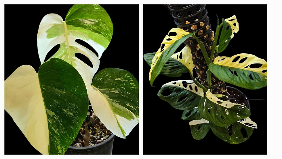 PM Genertics $1 Half Moon Draw