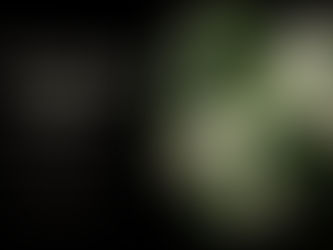 Dogs, Chaos & the Most Expensive Public Holiday in Australia