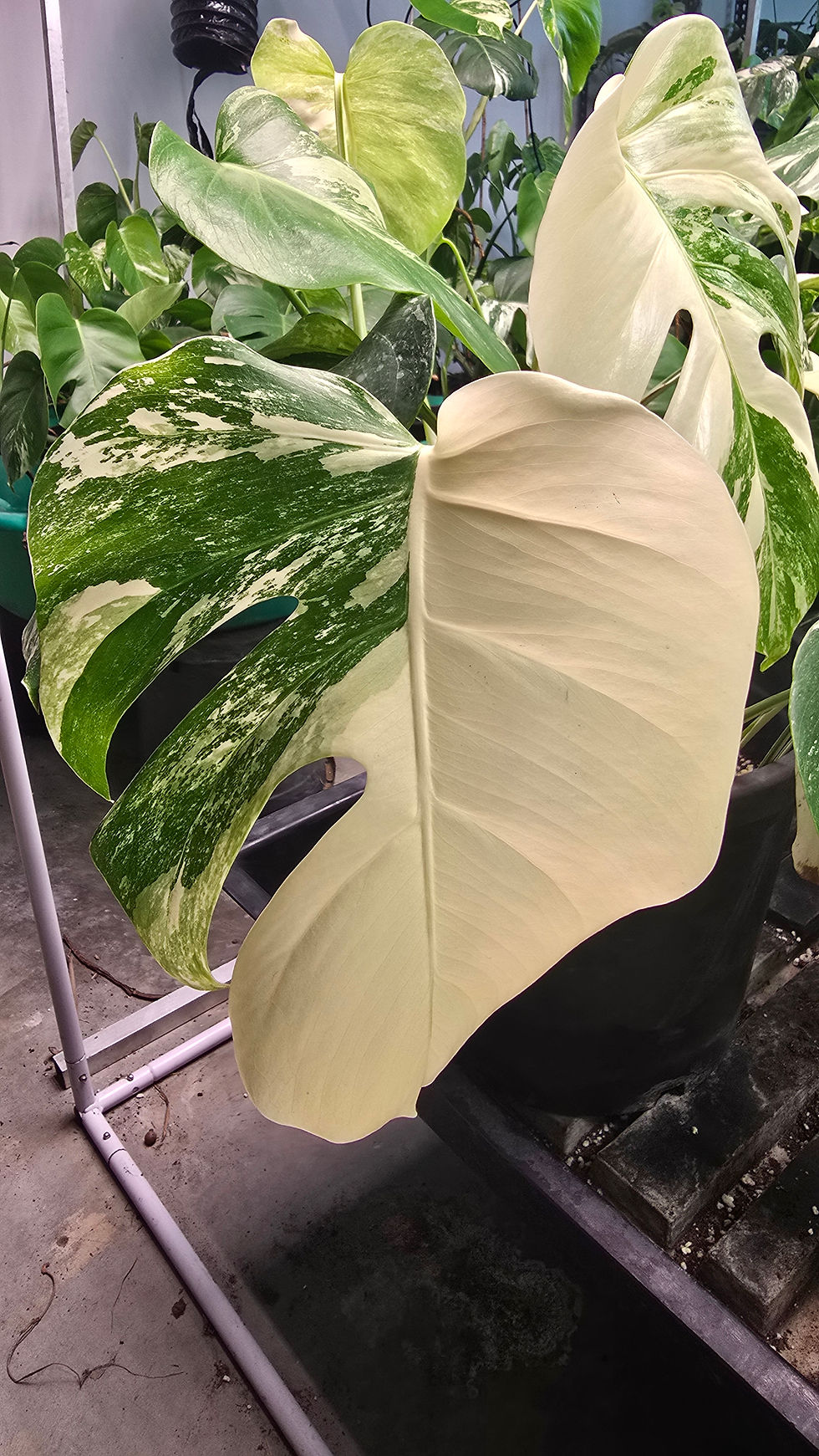 The Morning I Nearly Killed My Best Albo....