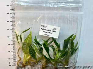 Tissue Culture Monstera — Worth It or Waste of Money? Part 2