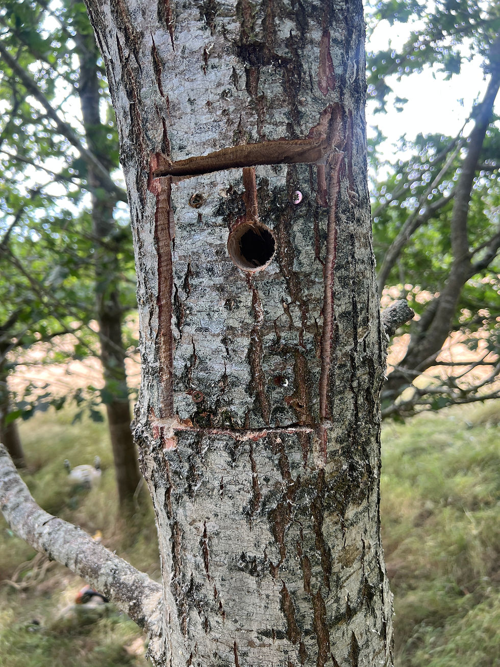 bird box.JPG