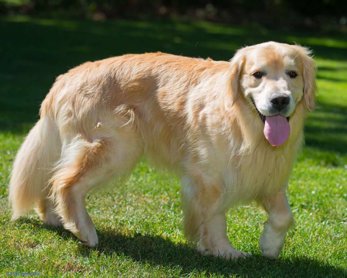 Tamarack Royal Goldens Idaho