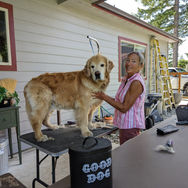 Grooming Your Golden Retriever