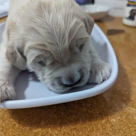 Sasquatch pups are 2 weeks!