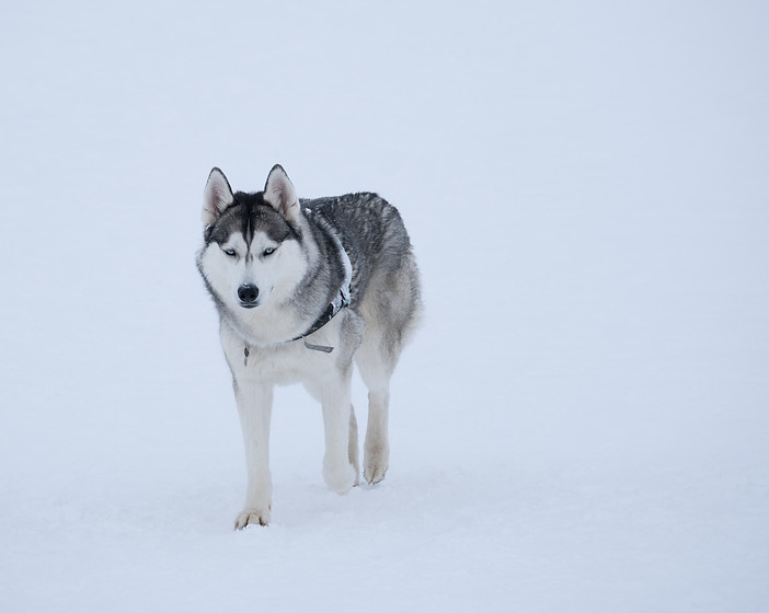 Siberian Husky 2
