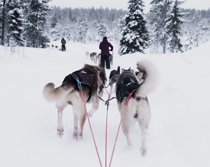 Siberian Husky