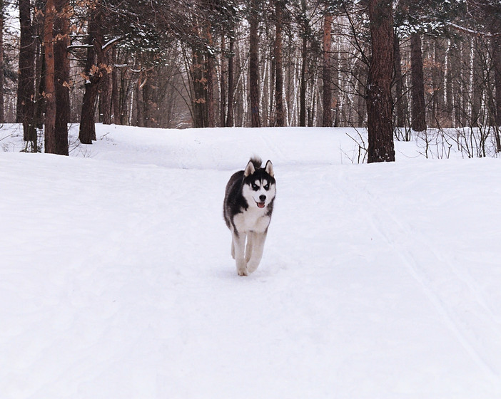 Siberian Husky 3