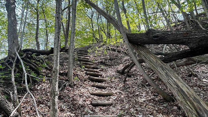 Rustic stone steps on a wooded path near the cottage
