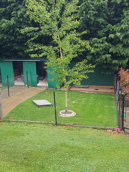 1.dog yard.jpg