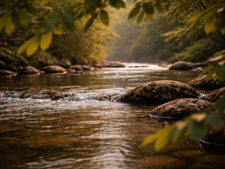 Introducing the Nature Presence Field